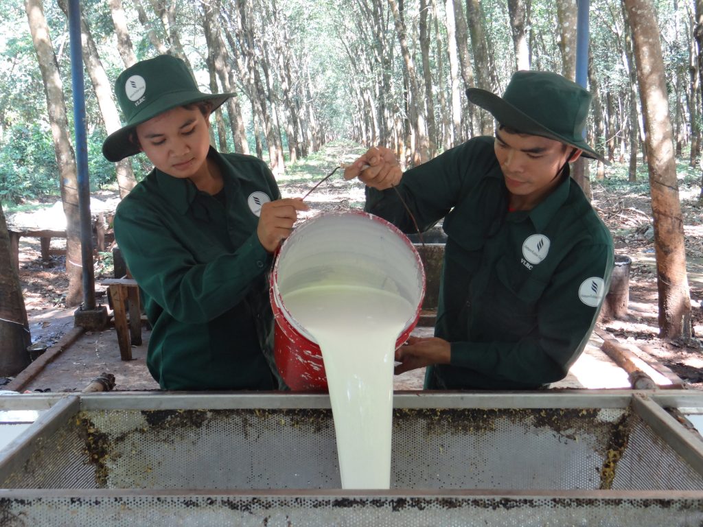  Cao su Việt Lào: phối hợp chặt chẽ với Viện Nghiên cứu CSVN để phát triển bền vững